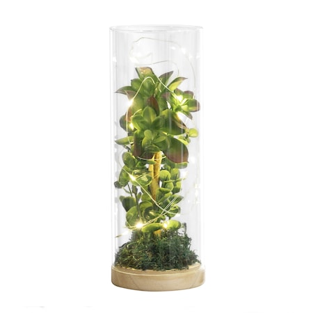 Luna Lighting Terrarium